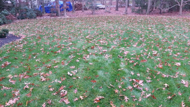 Illustration for article titled Septic tank lid in my yard will have hell toupee